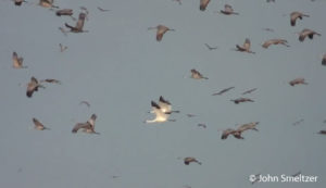 Whooping Cranes - Rowe Sanctuary