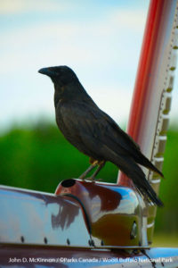 Whooping Crane Nesting Grounds