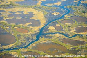 Whooping Crane Nesting Grounds