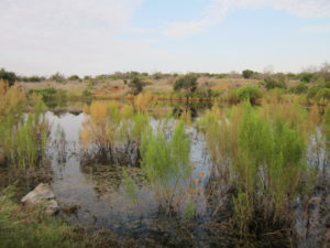 "Stopover" wetland pond on Texas Army National Guard Camp Bowie. FOTWW-GCBO classified this pond to be in good condition currently.