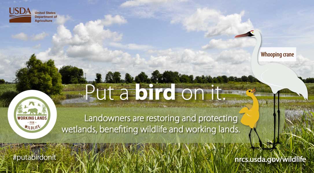 Put a whooping crane on it