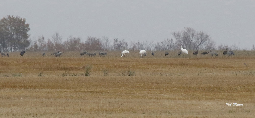 Whooping Crane