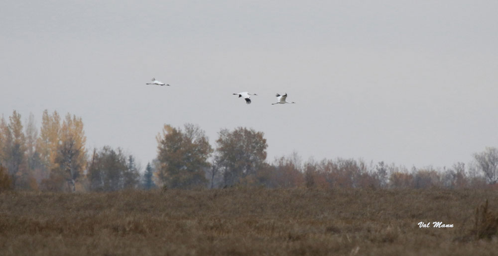 Whooping Cranes
