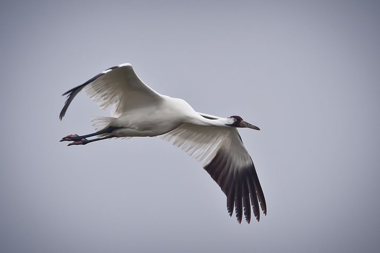 Whooping cranes are on the U.S. Endangered Species List and that means, well, less than you'd think. Photo from the U.S. Department of Agriculture