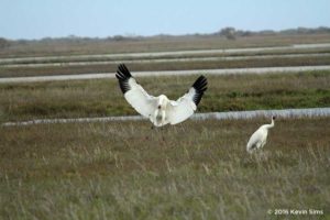 Whooping Crane Winter Survey