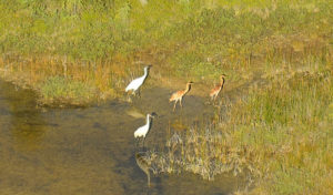 Are whooping cranes destined for extinction?