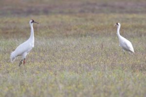endangered whooping cranes