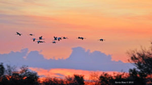 Whooping crane update