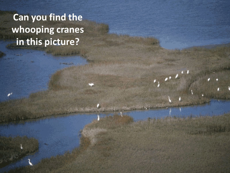 Counting Whooping Cranes