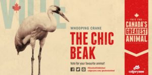 Canada's Greatest Animal