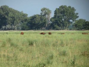 Platte River Recovery Implementation Program
