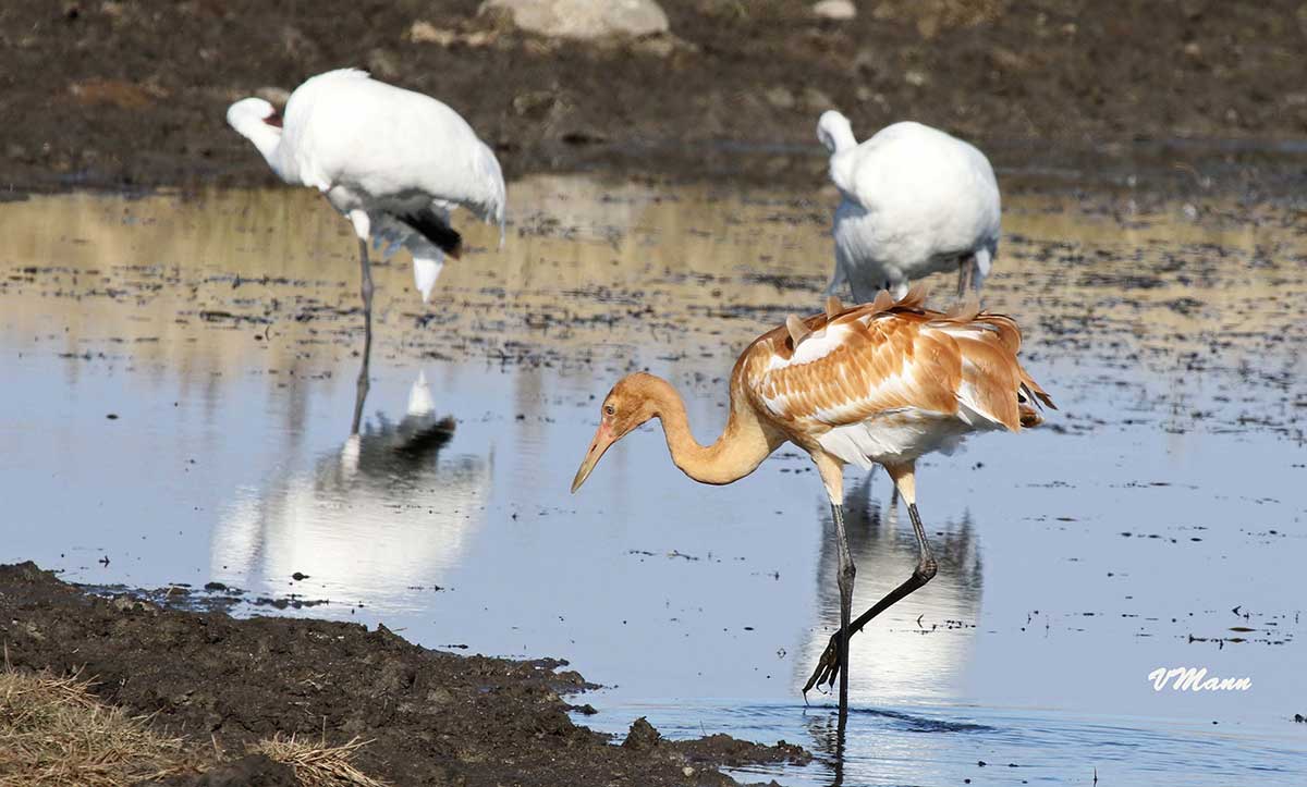 Whooping Crane