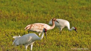 Wintering Whooping Crane Update