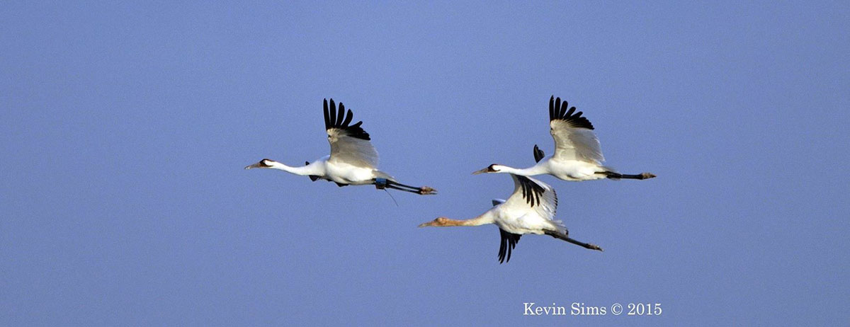Whooping cranes