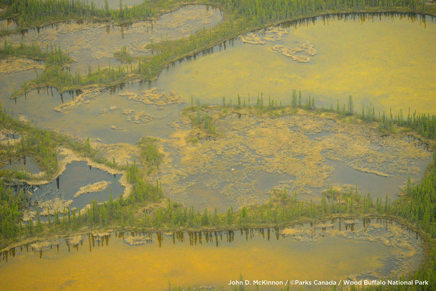 Wood Buffalo National Park