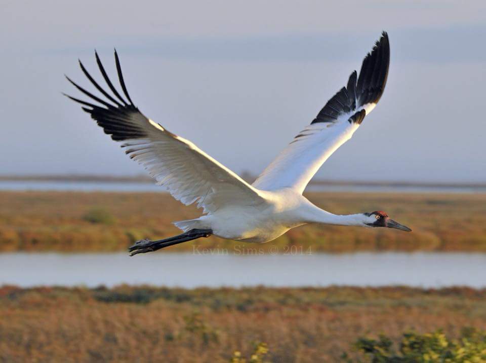 Whooping Crane Population