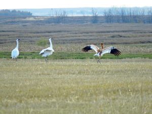 whooping crane fall migration