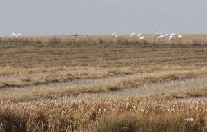whooping crane fall migration