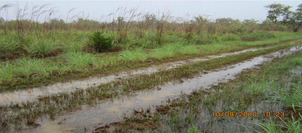 Fort Supply Lake, Oklahoma. Figure 4. This photo and figure 3 reveals conditions at the 3 to 4 acre site near the lake that could be developed into a shallow water habitat for Whooping Cranes and other wild creatures. The area vegetation could be treated with herbicide and burned when dry. A low level berm (Fig. 3) can be constructed around the pond to hold shallow water (3 inches to 6 inches deep) for a “stopover habitat”. Photo by Chester McConnell, Friends of the Wild Whoopers.