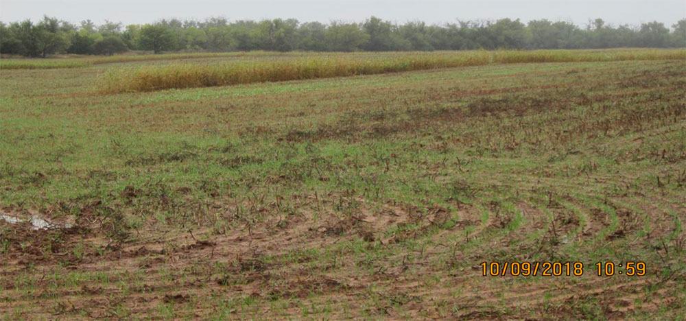 Fort Supply Lake, Oklahoma. Figure 5. ODWC operates the wildlife management and hunting programs on 5,418 acres ofFort Supply Lake. This photo illustrates one of their 21 food plots on the lake property. Whooping Cranes will forage for grain and insects in such plots.