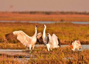 Wintering Whooping Crane Update