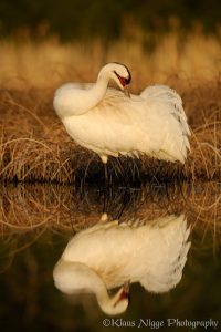 Whooping Cranes arrive at Wood Buffalo