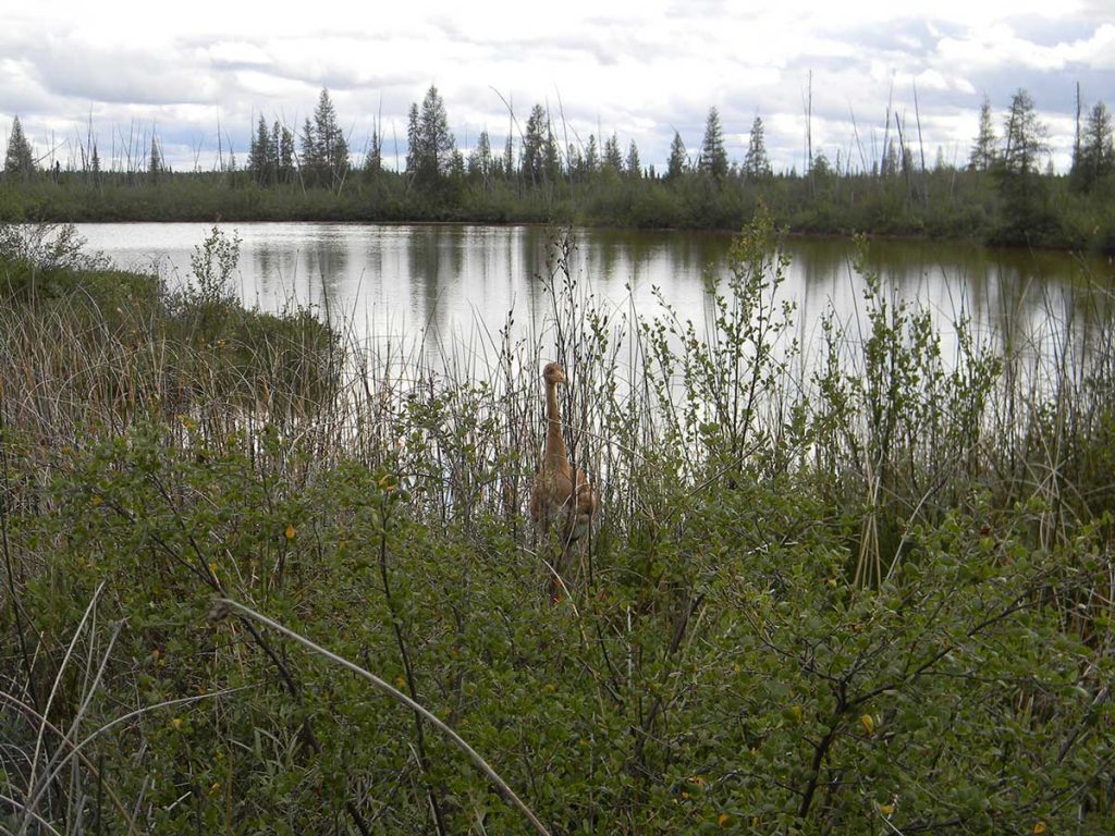 whooping crane survey