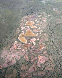 whooping crane survey