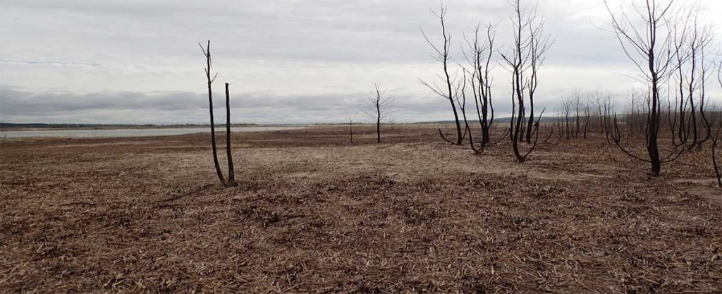 Whooping crane stopover habitat