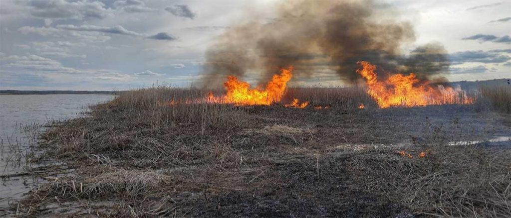 Whooping crane stopover habitat